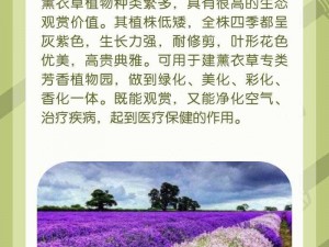 薰衣草研究所最新版_薰衣草研究所最新版震撼发布