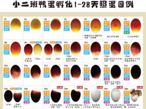 在家实现鹅蛋孵化的实用教程：孵化前的准备、选蛋、孵化过程详解及注意事项