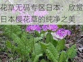 樱花草无码专区日本;樱花草无码专区日本：欣赏日本樱花草的纯净之美