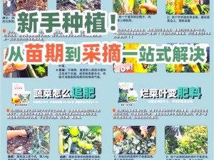 从零开始：新手种菜入门到精通的全方位指南