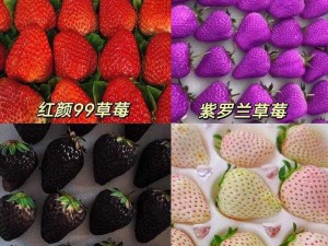 精产国品一二三产区草莓、一二三产区草莓：精产国品的魅力与区别