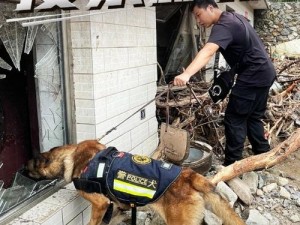 张警犬9分10秒头撞玻璃视频观看;张警犬 9 分 10 秒头撞玻璃视频：震撼瞬间