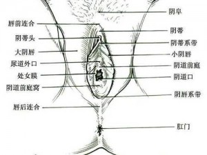 24种阴脣图示【哪种姿势能让女性获得性满足？】