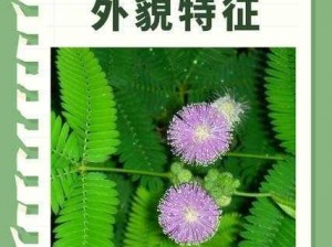 含羞草在线视频 含羞草在线视频：探索未知的世界