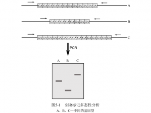 重复的SSR分解与喂养：探索其影响与作用