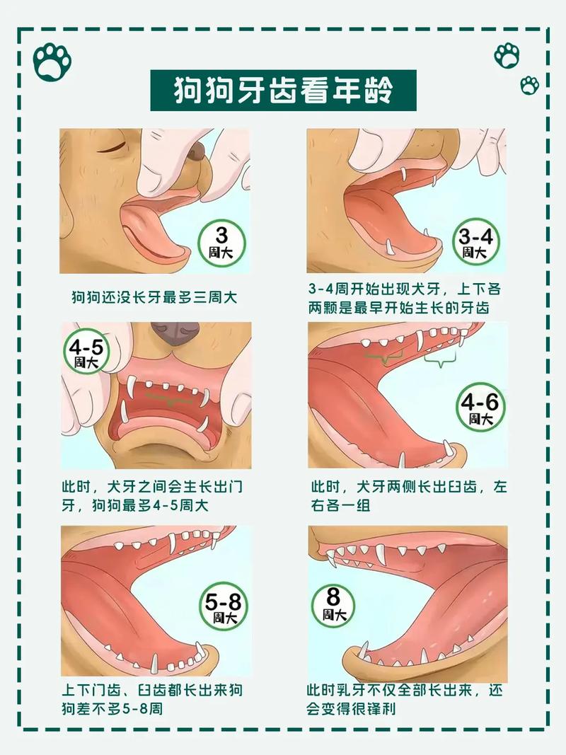 adc 年龄确认大驾光临入口,提供最全面的个人信息保护