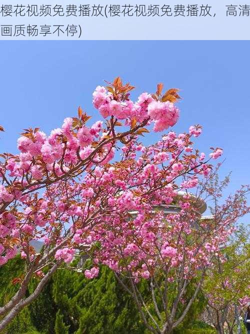 樱花视频免费播放(樱花视频免费播放，高清画质畅享不停)