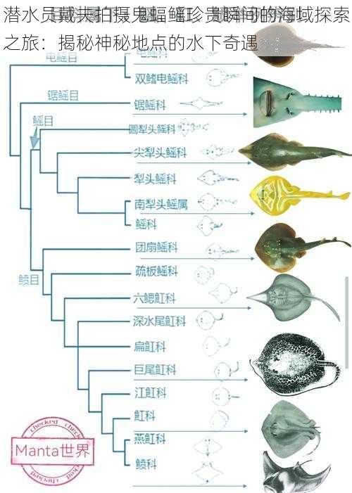 潜水员戴夫拍摄鬼蝠鳐珍贵瞬间的海域探索之旅：揭秘神秘地点的水下奇遇