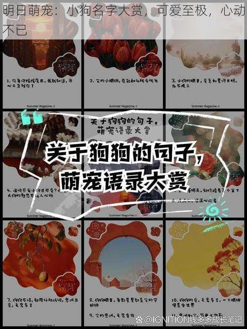 明日萌宠：小狗名字大赏，可爱至极，心动不已